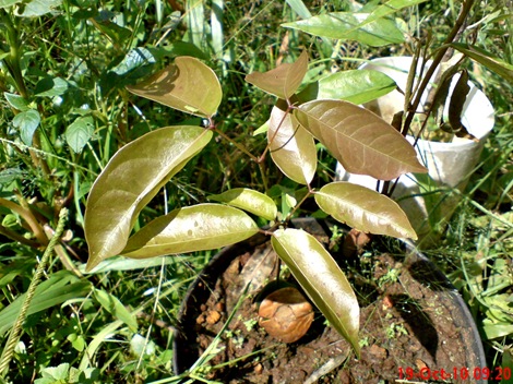 tunas jengkol DSC05679