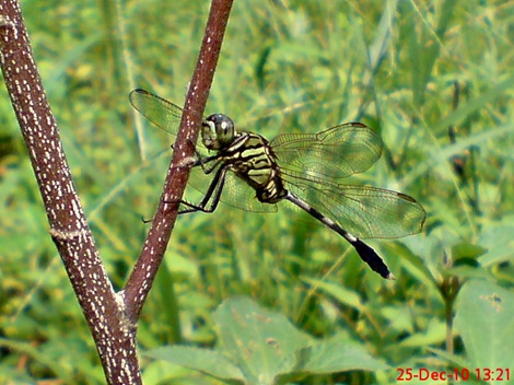 capung badak Orthetrum sabina 6 capung badak Orthetrum sabina 6