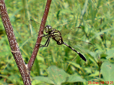 capung badak Orthetrum sabina 6