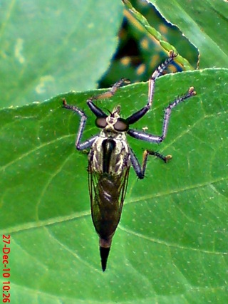 lalat robber fly (Promachus rufipes) di daun 4