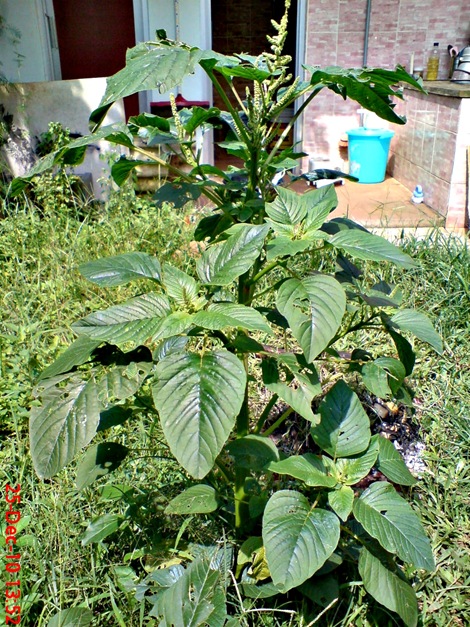 bayam gajah Amaranthus hybridus 1