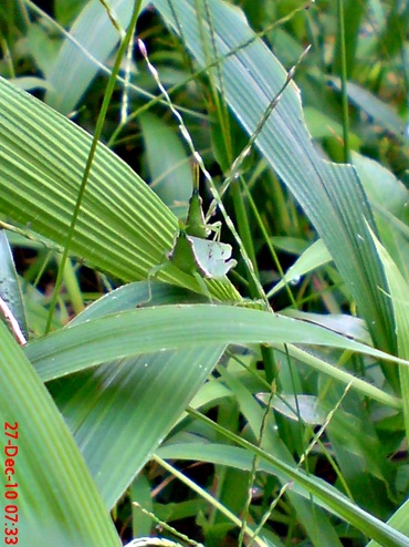 belalang hijau kawin di rumput bambuan 3