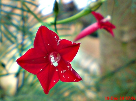 rincik bumi sangga langit Ipomoea quamoclit 10 rincik bumi sangga langit Ipomoea quamoclit 10