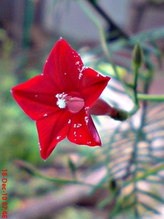 rincik bumi sangga langit Ipomoea quamoclit 9 rincik bumi sangga langit Ipomoea quamoclit 9