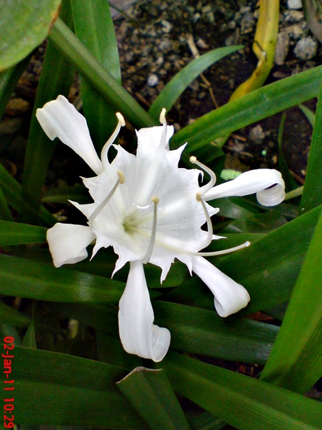 Bunga putih di halaman depan rumah di kampung gedong 3