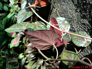 sirih merah Piper crocatum 1 sirih merah Piper crocatum 1