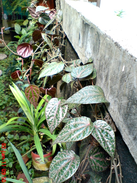 sirih merah Piper crocatum 2 sirih merah Piper crocatum 2