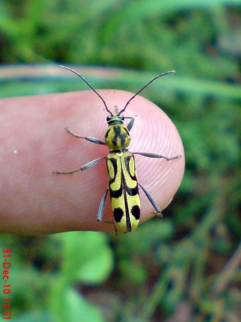 Chlorophorus annularis - Bamboo Longhorn Beetle - Bamboo Tiger 11