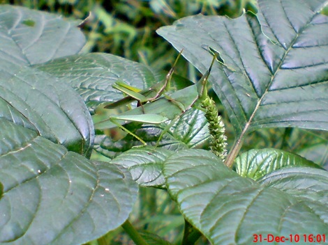 Atractomorpha_crenulata_kawin_sambil_makan 2 Atractomorpha_crenulata_kawin_sambil_makan 2