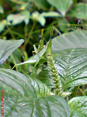 Atractomorpha_crenulata_kawin_sambil_makan 3 Atractomorpha_crenulata_kawin_sambil_makan 3
