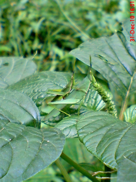 Atractomorpha_crenulata_kawin_sambil_makan 1