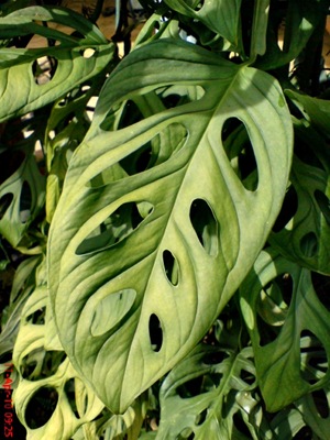 Swiss Cheese Plant_Monstera adansonii 1