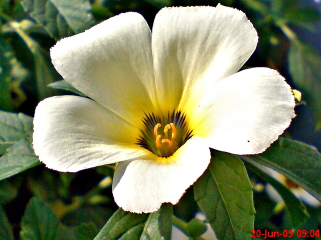[white alder Turnera subulata bunga pukul delapan  07[4].jpg]