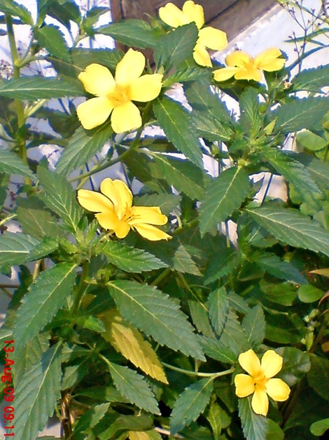 yellow Turnera ulmifolia 05 yellow Turnera ulmifolia 05