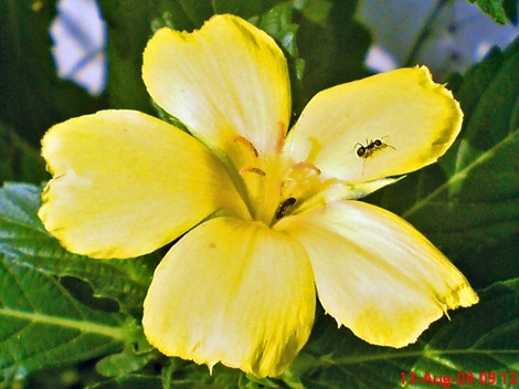 yellow Turnera ulmifolia 06 yellow Turnera ulmifolia 06