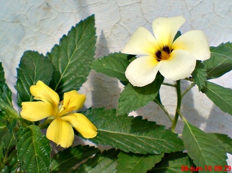 turnera_ulmifolia_Pasar_rebo_DE turnera_ulmifolia_Pasar_rebo_DE