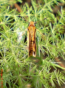 Kupu-Kupu Skipper kuning kecil Taractrocera archias Kupu-Kupu Skipper kuning kecil Taractrocera archias