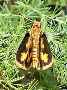 Kupu-Kupu Skipper kuning kecil Taractrocera archias Kupu-Kupu Skipper kuning kecil Taractrocera archias