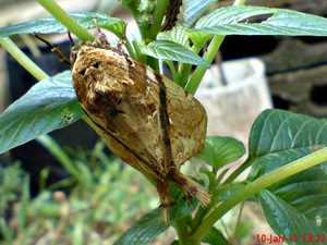 moth Dudusa vethi ngengat 08 moth Dudusa vethi ngengat 08