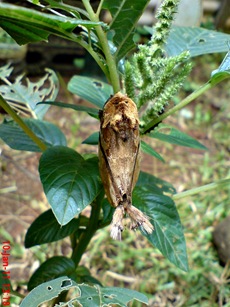 moth Dudusa vethi ngengat 01 moth Dudusa vethi ngengat 01