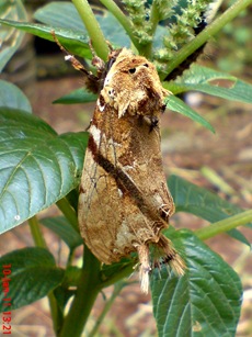 moth Dudusa vethi ngengat 04 moth Dudusa vethi ngengat 04