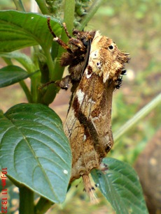 moth Dudusa vethi ngengat 07 moth Dudusa vethi ngengat 07