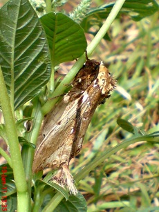 moth Dudusa vethi ngengat 18 moth Dudusa vethi ngengat 18