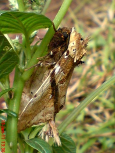 moth Dudusa vethi ngengat 19 moth Dudusa vethi ngengat 19