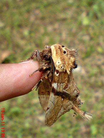 [ngengat moth Dudusa vethi 07[4].jpg]