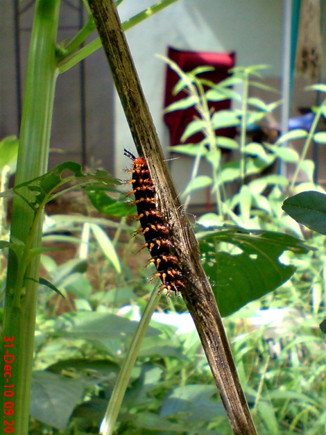 ulat Kupu-kupu Common Eggfly - Hypolimnas bolina 4 ulat Kupu-kupu Common Eggfly - Hypolimnas bolina 4