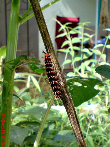 ulat Kupu-kupu Common Eggfly - Hypolimnas bolina 4