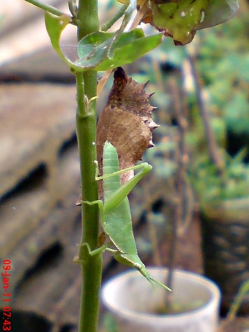 [Common Eggfly Butterfly - Hypolimnas bolina - pupa 8[1].jpg]