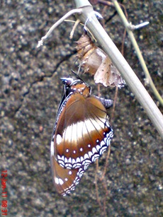 Common Eggfly Butterfly - Hypolimnas bolina - female 3 Common Eggfly Butterfly - Hypolimnas bolina - female 3