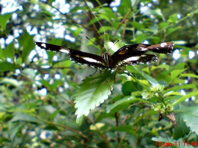 [Common Eggfly Butterfly - Hypolimnas bolina - male 3[1].jpg]