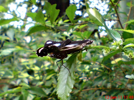 Common Eggfly Butterfly - Hypolimnas bolina - male 4 Common Eggfly Butterfly - Hypolimnas bolina - male 4