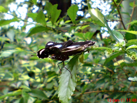 Common Eggfly Butterfly - Hypolimnas bolina - male 4