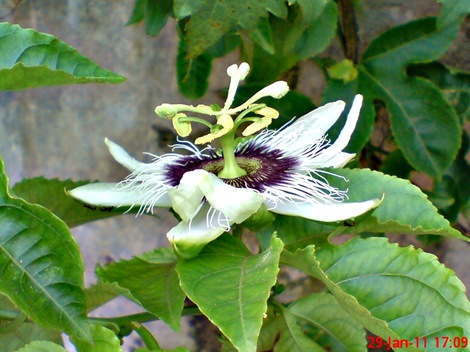 Passiflora edulis-Markisa-Passion Fruit 3
