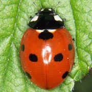 Coccinella-septempunctata-01