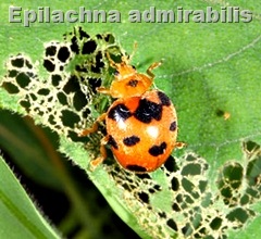 Epilachna admirabilis Epilachna admirabilis