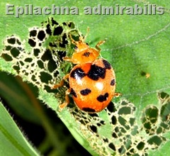 Epilachna admirabilis