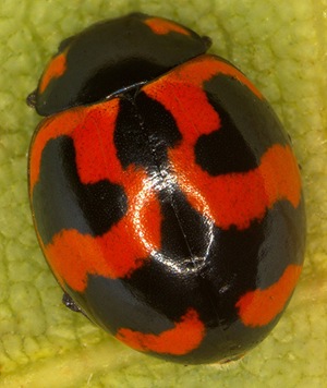 Coccinella_transversalis