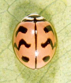 Cheilomenes sexmaculata (Fabricius) 1