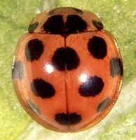 coelobiss1 coelobiss1