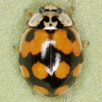 Adalia-decempunctata-03 Adalia-decempunctata-03