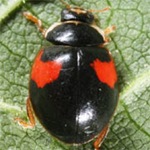 Adalia-decempunctata-16 Adalia-decempunctata-16