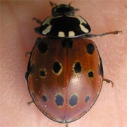 Anatis-ocellata-02 Anatis-ocellata-02