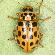 Anisosticta-novemdecimpunctata-01 Anisosticta-novemdecimpunctata-01