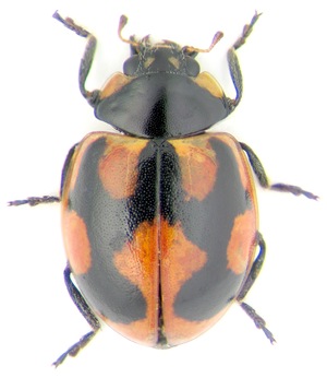Coccinella hieroglyphica L. (Coccinellidae) Coccinella hieroglyphica L. (Coccinellidae)