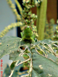 belalang hijau Oxya chinensis 7 belalang hijau Oxya chinensis 7