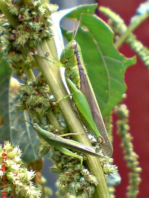 belalang hijau Oxya chinensis 6 belalang hijau Oxya chinensis 6